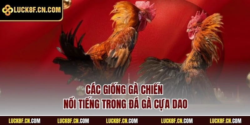 Các giống gà chiến nổi tiếng trong đá gà cựa dao
